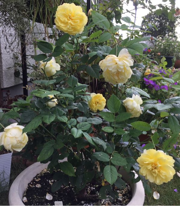 rblog-20160703194236-08.jpg