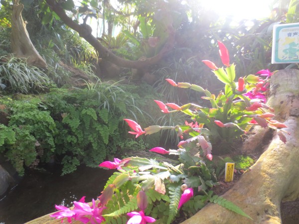 シャコバサボテン