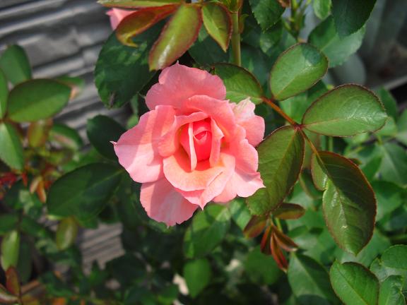 ジャルダン
