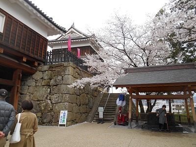 上田城は桜祭りでした
