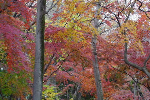 井の頭恩賜公園の紅葉