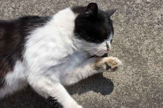 我が家のニャンコ♪2014/2/27-2