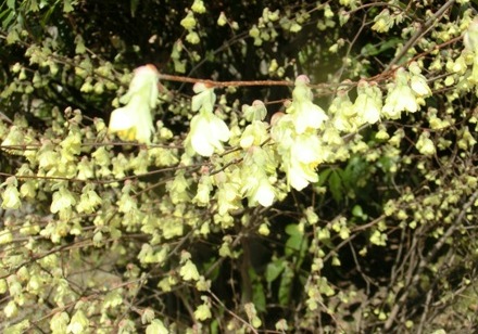 ひゅうがみずき１