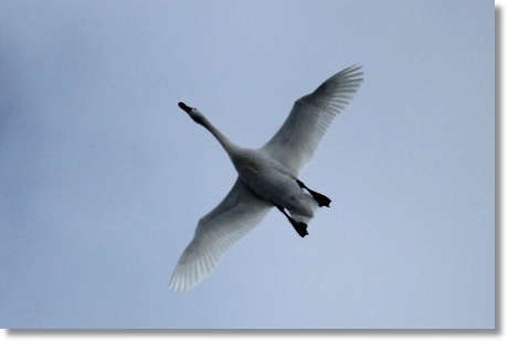 邑知潟-18 白鳥-9 13.1.5