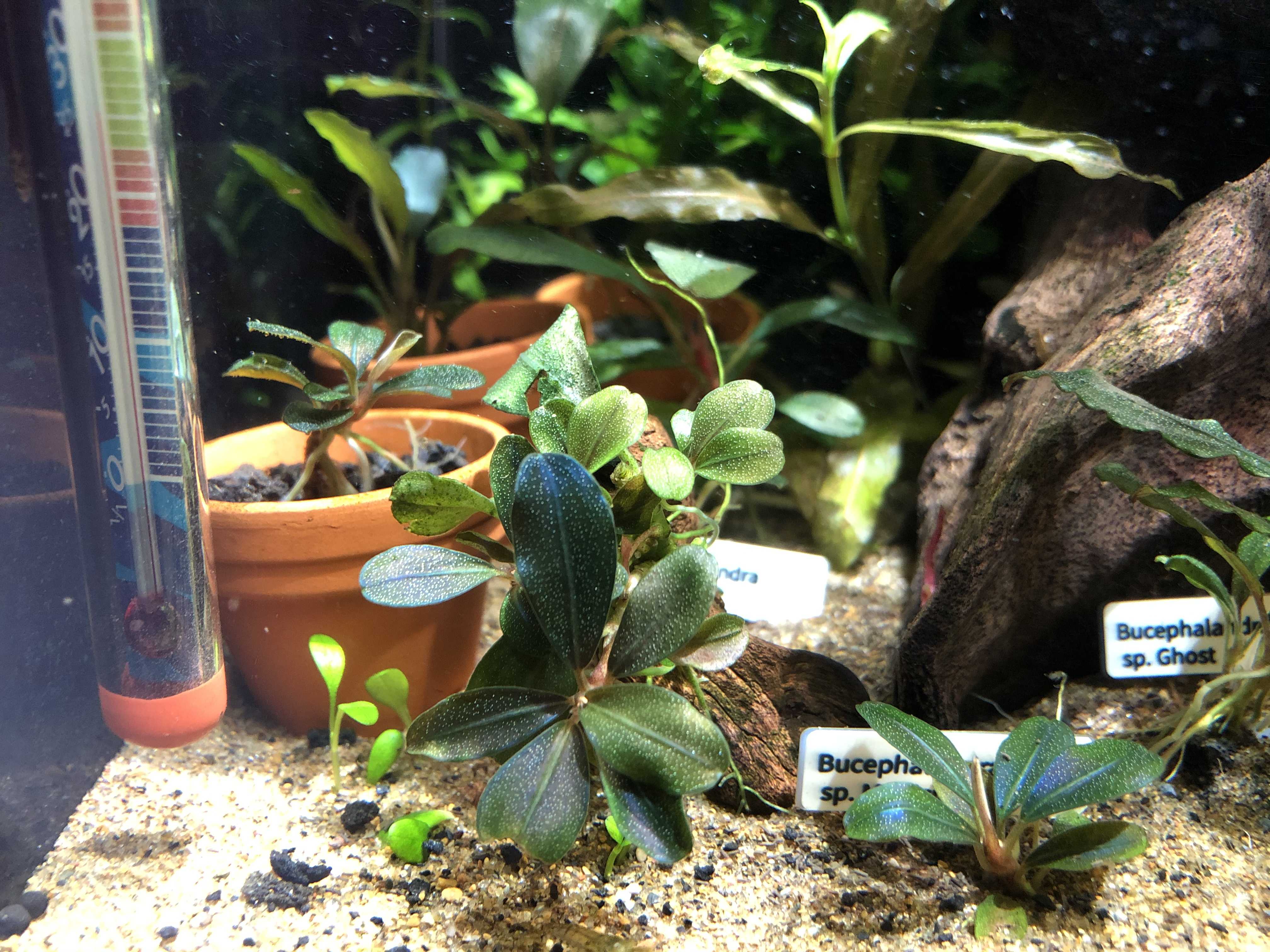 【2025年】お歳暮ギフト Magician】株分け後の変化 sp. Bucephalandra | LIFE HOBBY ～ 水草