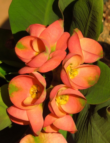 花きりん5-22ｰ2