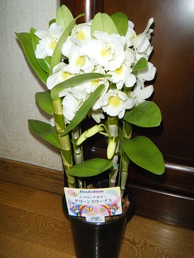 den.spring color.jpg