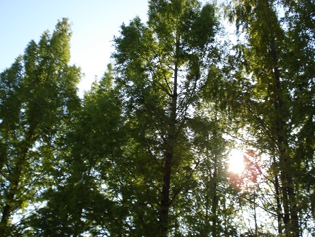 DSC04986.jpg