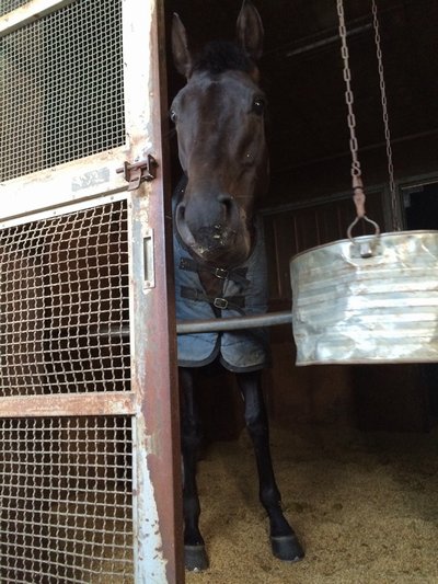 デルママツタロウ