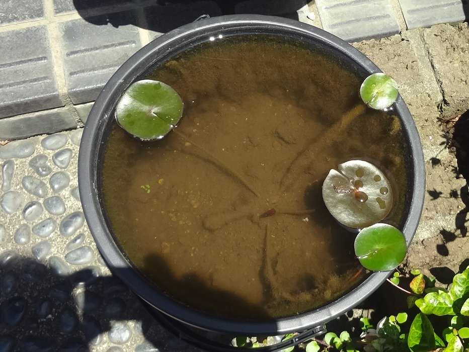 我が家の睡蓮の鉢の様子です 日増しに葉が増えて立派になっているので 楽しく思います 美味しい味噌汁のブログ 楽天ブログ
