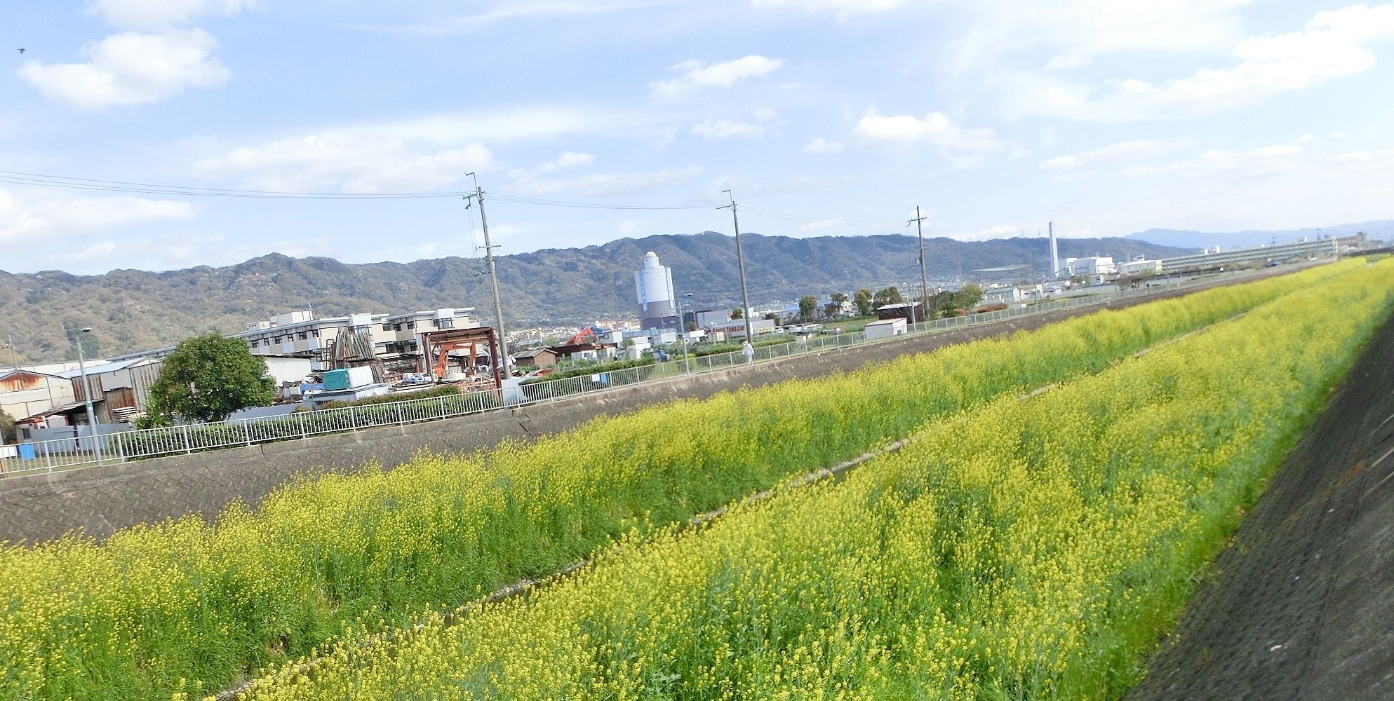 カラシナ 辛子菜 芥子菜 だい のひとりごと 楽天ブログ