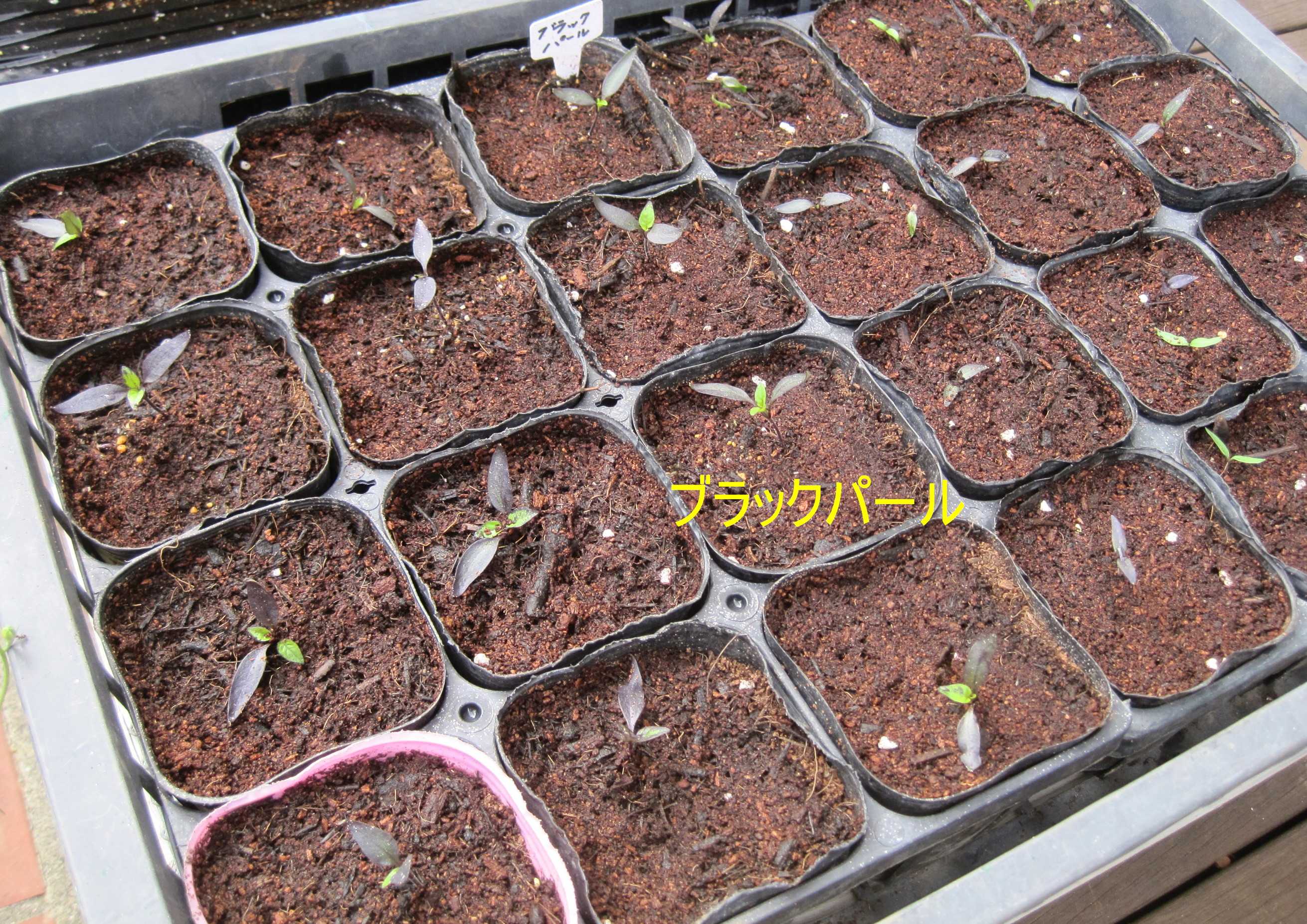 種蒔き後 地植え たねをまく日々 楽天ブログ