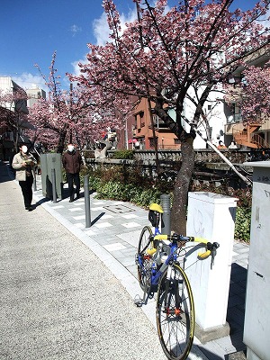 20130224あたみ桜