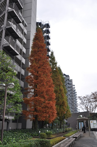 マンションメタセコイア