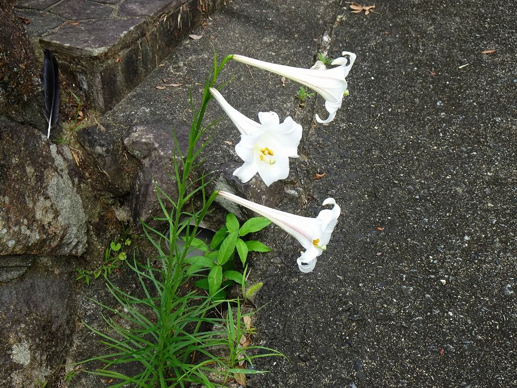 8月7日 今日の一花 その４ タカサゴユリ 高砂百合 Gazengamaのブログ 散歩中に出合った花と趣味の陶芸作品 楽天ブログ
