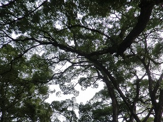 楠の天井