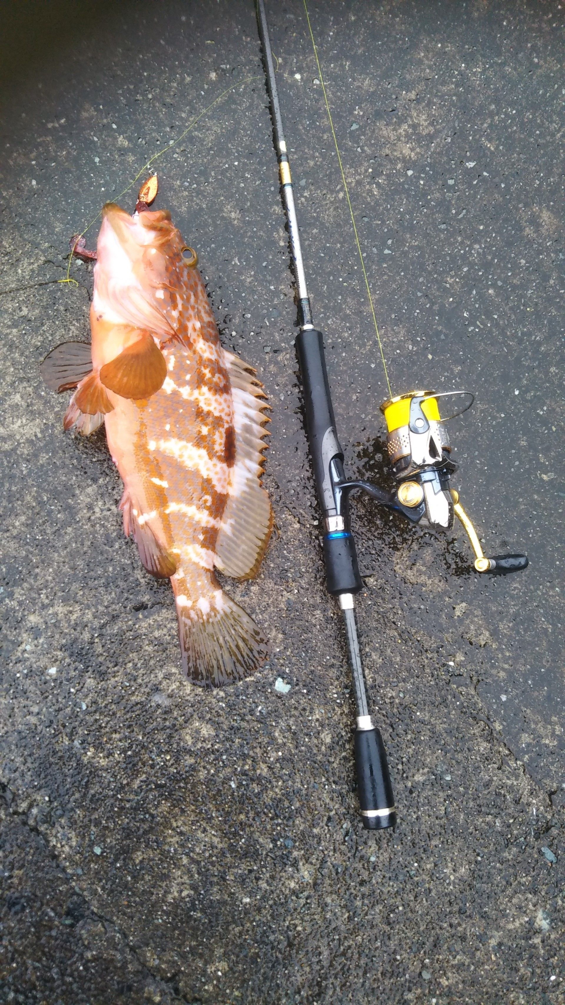 梅雨時期の山陰アコウはディープエリアなのか サメジの釣り暮らし 楽天ブログ