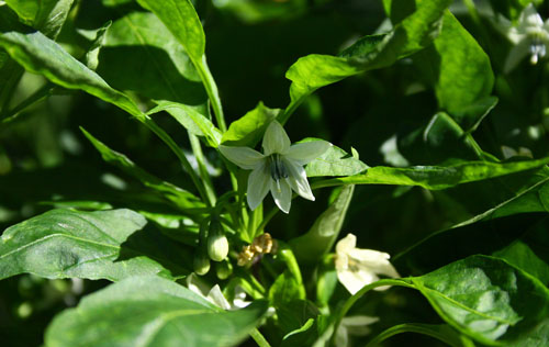 唐辛子の花　27.7.14-2_edited-1.jpg