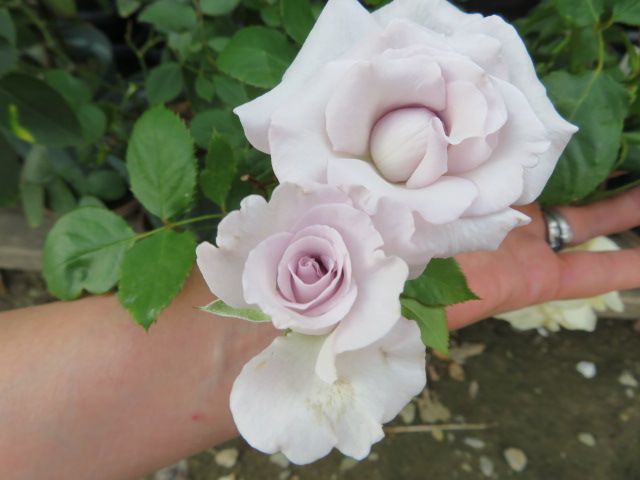 不滅の人気切り花 リトルシルバー 今年も咲いた大好きなダルマ菊 ばぁばの薔薇の花園 楽天ブログ