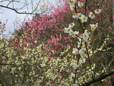 石山寺の梅
