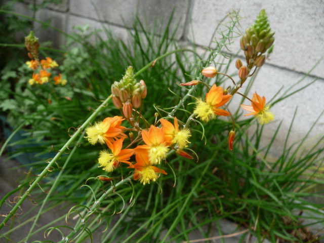 883 花アロエ
