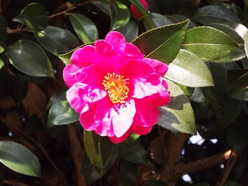 1-17 sazanka-red-b.jpg