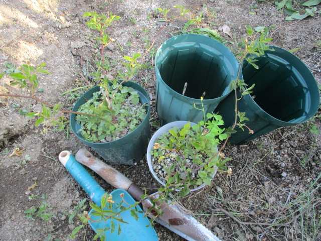 モッコウバラを植え替えました 園芸備忘録 楽天ブログ