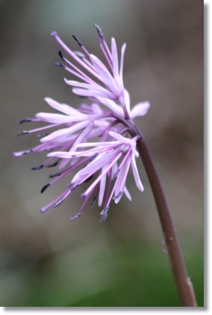 樹木公園-50 ショウジョバカマ-2 14.3.29