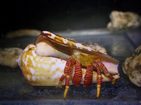 ユビナガワモンヤドカリ32　Ciliopagurus krempfi　深場のヤドカリ