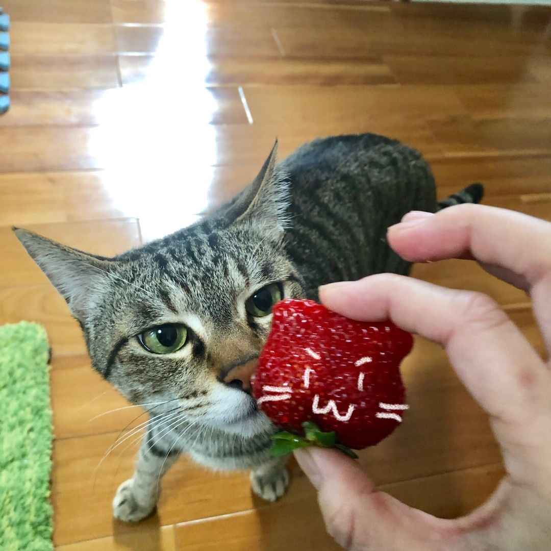 猫とイチゴと選挙と肴 犬と旦那とiga ニャン 楽天ブログ