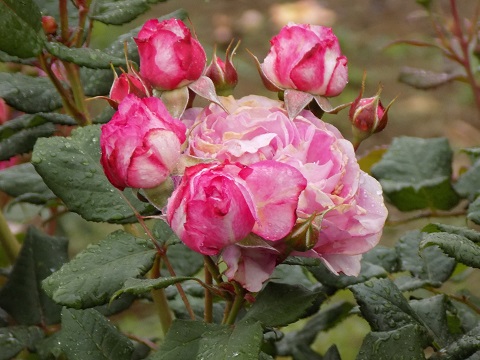 DSCN3848.JPG