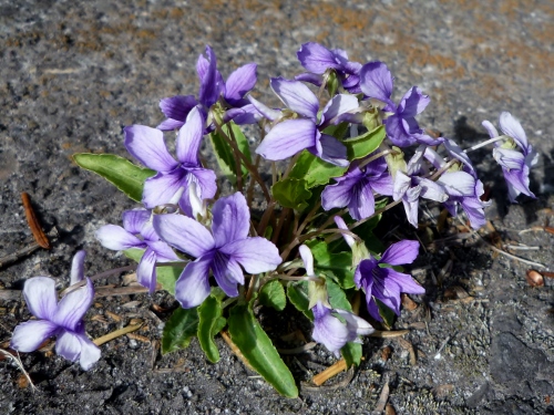 P1140860 (500x375).jpg