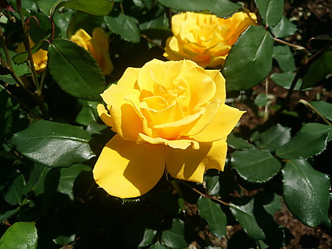 IMG_20160417_122509.jpg