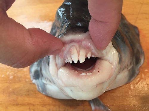 Blackfish6.jpg