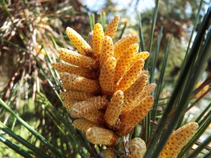 クロマツ(黒松)に雄花と雌花が | 気ままな生活 - 楽天ブログ