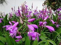 ５月６日の誕生花 シラン 紫蘭 の花言葉 変わらぬ愛 紫紅色のラン 蘭 の花の 楽しい語らい 弥生おばさんのガーデニングノート 花と緑の365日 楽天ブログ