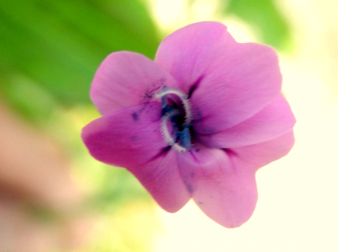 イヌコモチナデシコの花