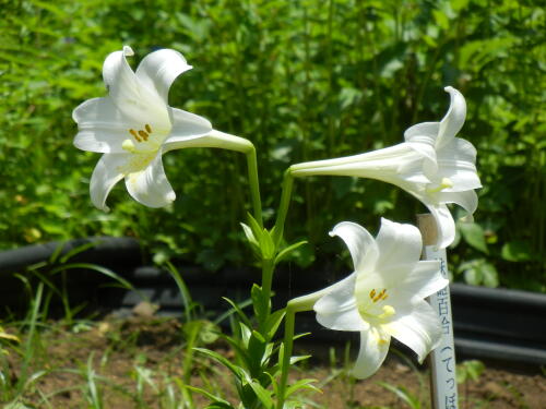 馬場花木園にて