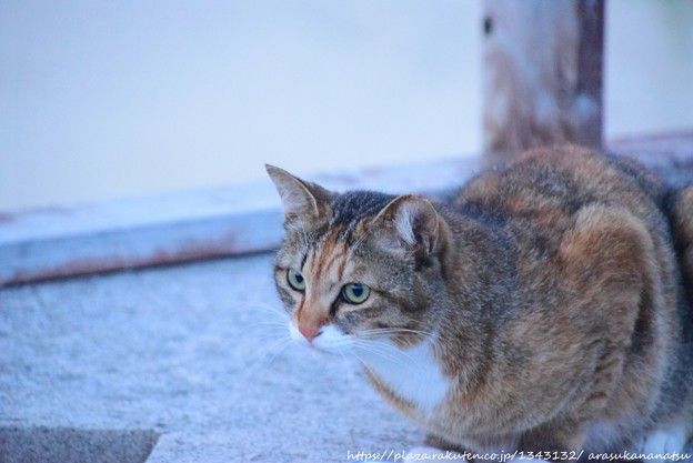 興味深い由来を持つ名前を持つ昆虫やその他の動物 6 匹