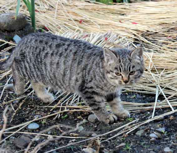 我が家のニャンコ♪2013/12/21-2
