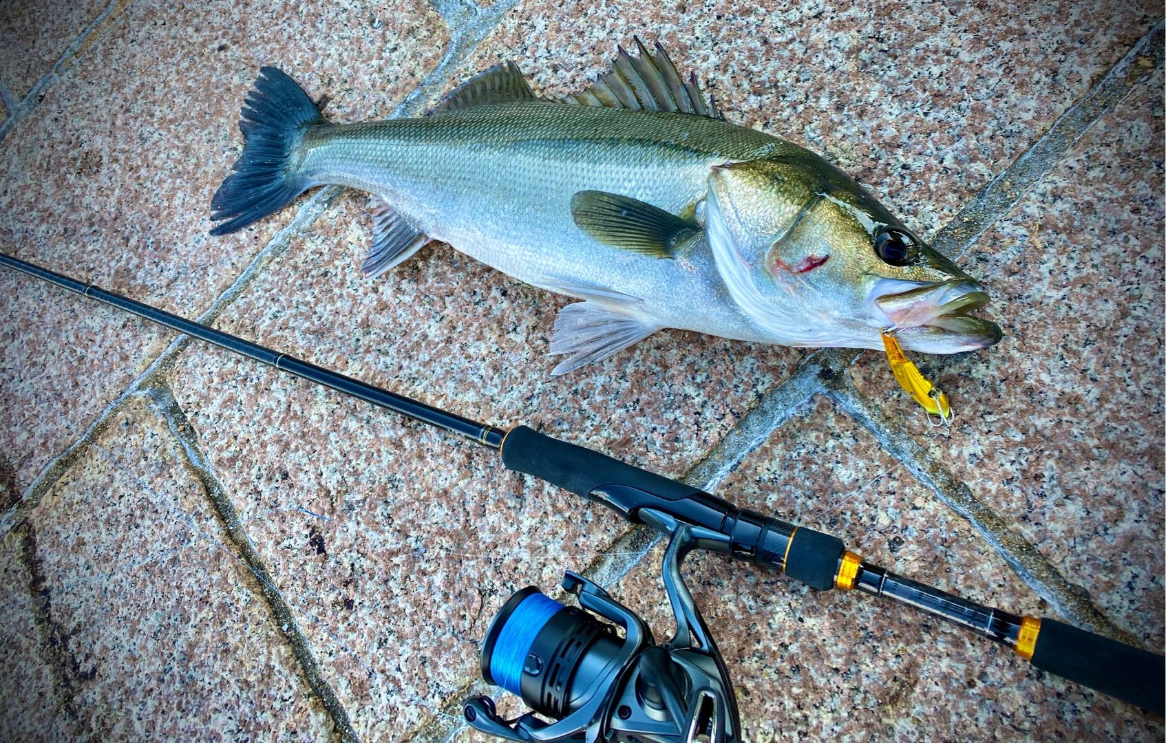 徹底してナブラ打つ シーバス ハマチ釣れた ひたすららすた 楽天ブログ