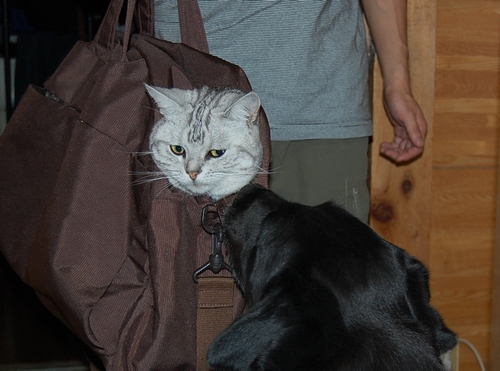 DSC_0231.JPG