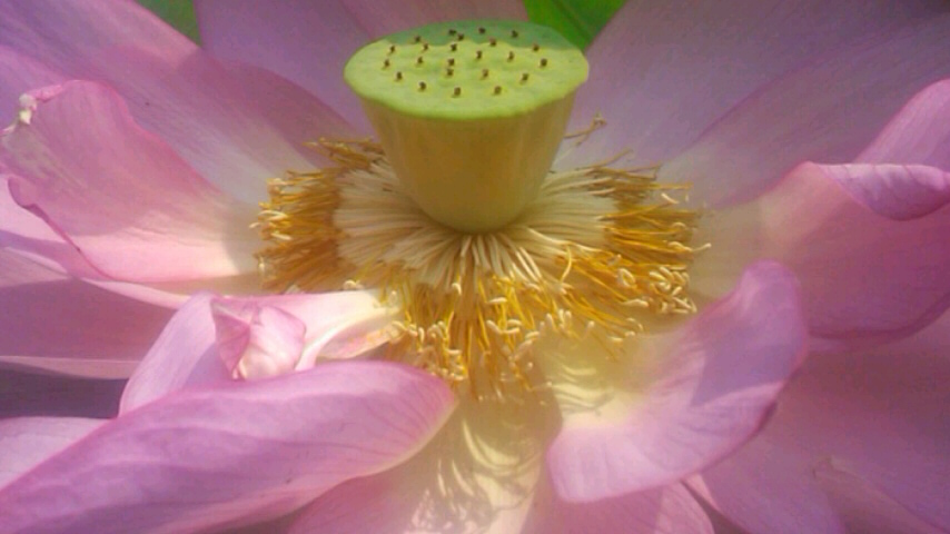 20150803蓮の花1-3