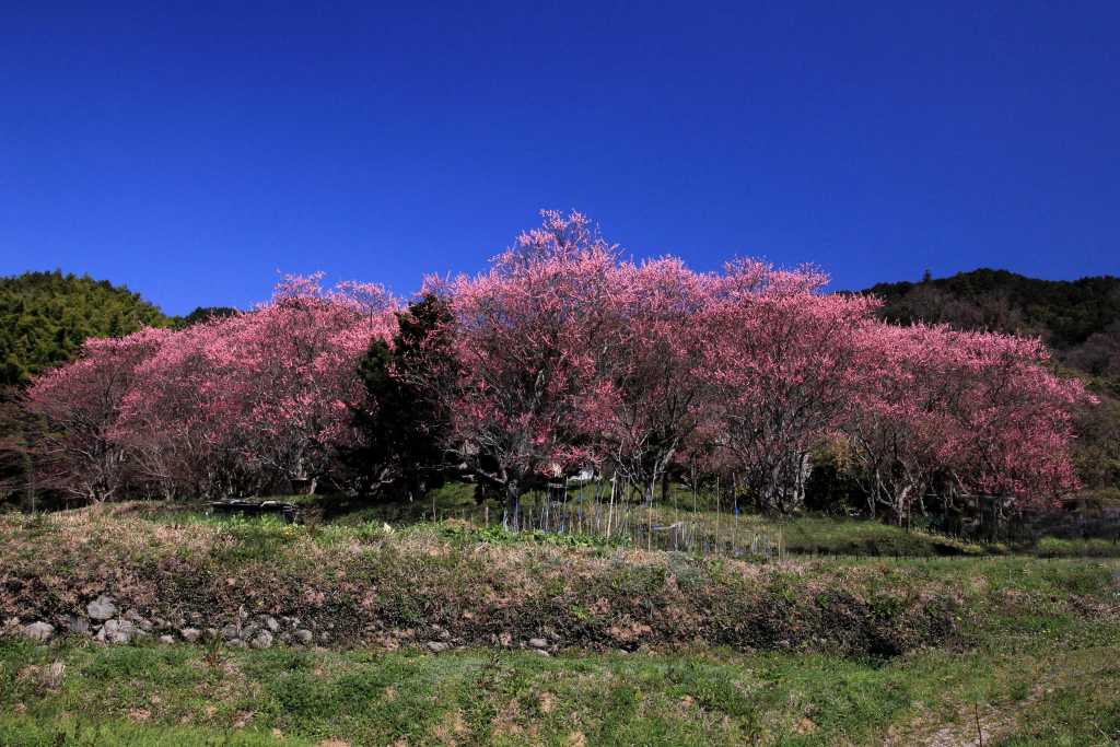 明日香村_005.jpg