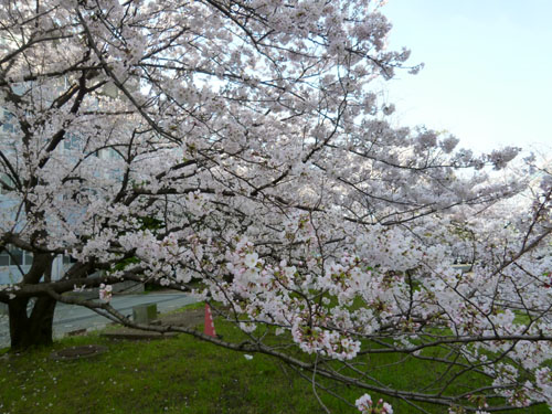 桜３.jpg