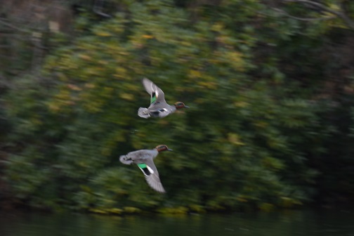DSC_04421.jpg