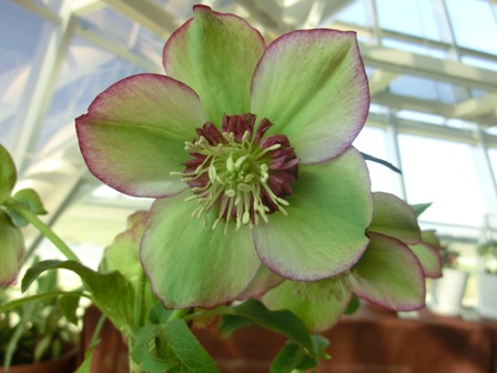 チェリ０シフォン