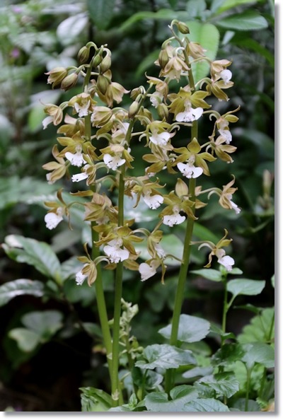 実家の庭-11 エビネ-1 16.4.25