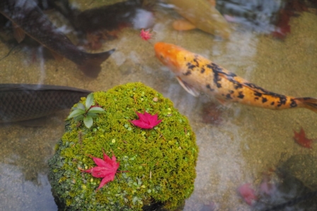 鯉苔紅葉.JPG