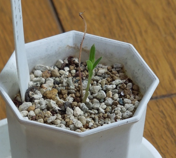 ケドロスティス5-28